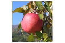 ＜南信州あじさい農園＞葉とらずりんご(サンふじ)約5kg【1594214】