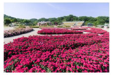 ぎふワールド・ローズガーデン ペア入園券+食事券セット