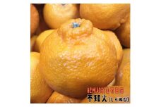 有田育ちの濃厚不知火(ご家庭用) 約2.5kg［先行予約］［MS40］