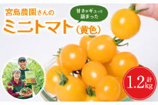 【先行予約】 ミニトマト (黄色) 1.2kg 八代市産 宮島農園 トマト 甘い サラダ 【2025年12月上旬より順次発送】 