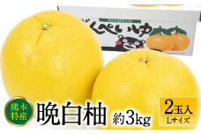 【先行予約】 熊本県八代市産 晩白柚 Lサイズ 2玉入り 約3kg 果物 くだもの フルーツ 柑橘類 青果物 特産品 お取り寄せ 【2025年12月中旬より順次発送】