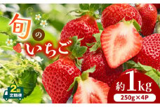  【 定期便 2回 】熊本県産 旬の いちご 約 1kg （250g ×4P） | フルーツ 果物 くだもの 苺 イチゴ 旬 定期 熊本 熊本県 玉名市