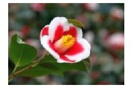 自然環境の保全並びに景観の維持及び再生に関する事業