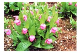 アツモリソウの保護・増殖の取り組み