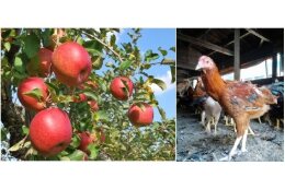 （３）地場産業の未来を応援　農林業及び特産品の振興に関する事業