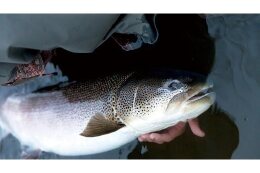 ２．イトウ（𩹷）の保護に関する事業