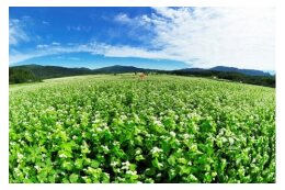 ３．そばの振興に関する事業